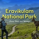 Eravikulam National Park