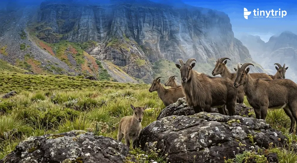 Eravikulam National Park