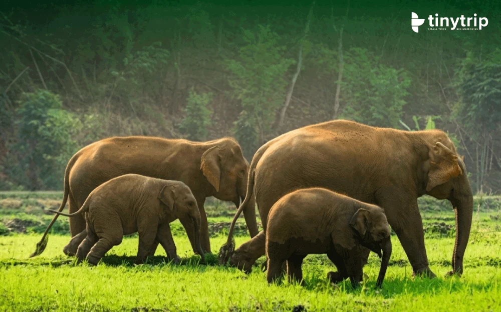 Periyar-National-Park