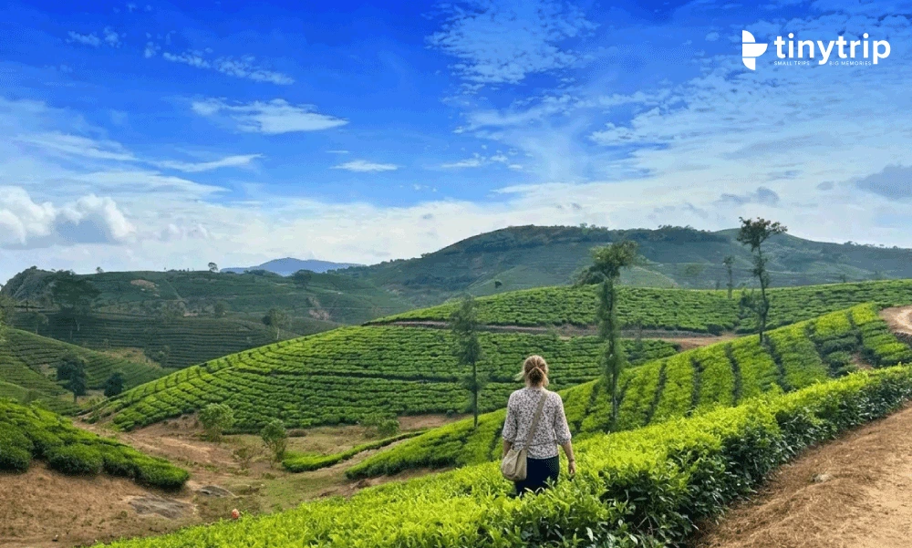 Vagamon-Tea-plantation